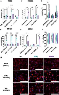 Macrophage variance: investigating how macrophage origin influences responses to soluble and physical cues with immortalized vs. primary cells in 2D and 3D culture